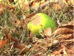 Alphonso Mango : हापूस आंब्याला उष्माघाताचा फटका, आंब्यावर डाग उठल्याने फळगळ