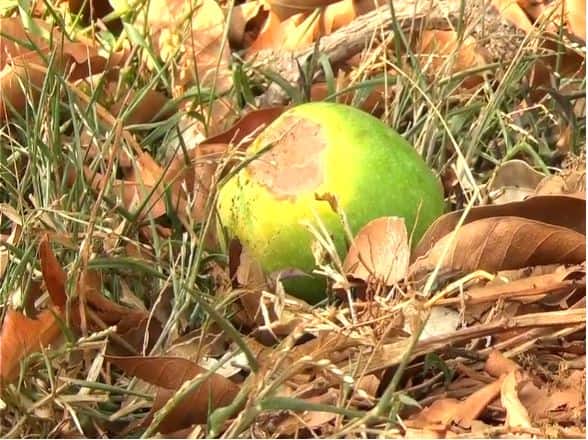 कोकणात दिवसा तापमानात झालेल्या वाढीमुळे उष्माघाताचा फटका आंब्याला बसला आहे.