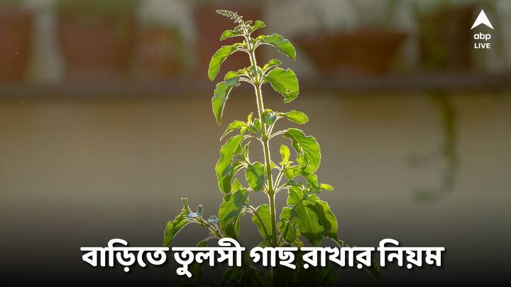 Tulsi For Life Problem: তুলসী গাছের কাছে কখনোই রাখবেন না এই পাঁচটি জিনিস। যদি থেকেও থাকে তাহলে এখনি তা সরিয়ে ফেলুন