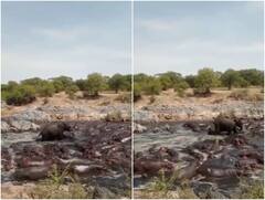 Video: हाथी के सामने थी दरियाई घोड़ों की भीड़... मगर गजराज की हिम्मत देख ढह गई पूरी सेना