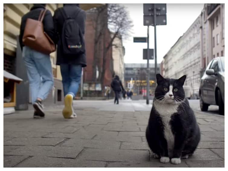 This Fat Cat Named 'Gacek' Is The Top-Rated Tourist Attraction In Poland: Report This Fat Cat Named 'Gacek' Is The Top-Rated Tourist Attraction In Poland: Report
