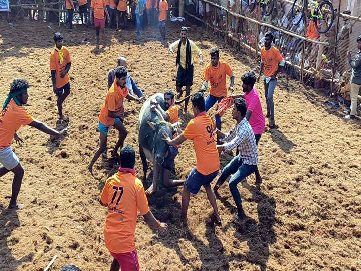 Dindigul: Jallikattu bulls go berserk at Tavasimadai jallikattu competition near Chanarpatti TNN திண்டுக்கல்: சாணார்பட்டி அருகே தவசிமடை ஜல்லிக்கட்டில் சீறிப்பாய்ந்த காளைகள்