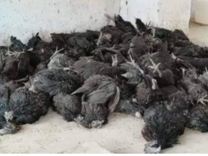 Bird Flu Alert In Jharkhand More Than One Thousand Chickens Died In Bokaro Bird Flu Alert: सावधान! झारखंड में बर्ड फ्लू की आहट को लेकर अलर्ट जारी, बोकारो में एक हजार से ज्यादा मुर्गों की मौत