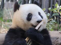 क्या है पांडा डिप्लोमेसी, जिसके तहत अमेरिका और जापान जैसे देश चीन को अदा कर रहे हैं कर्ज