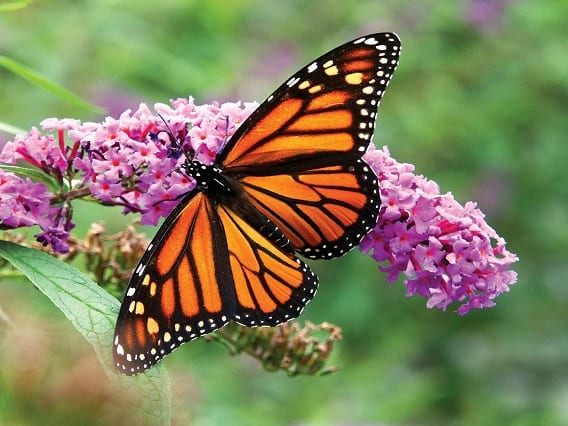 Butterflies : Benefits to Human may be Jail for Killing Butterflies in Bihar Butterfly : પતંગિયાને માર્યા કે તેનો ધંધો કર્યો તો હવે ખેર નહીં, થશે આકરી કાર્યવાહી