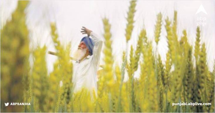 The mercury in Punjab rose in February the wheat yield can be hurt Punjab News: ਫਰਵਰੀ 'ਚ ਹੀ ਚੜ੍ਹਿਆ ਪੰਜਾਬ ਦਾ ਪਾਰਾ, ਕਣਕ ਦੇ ਝਾੜ ਨੂੰ ਵੱਜ ਸਕਦੀ ਸੱਟ