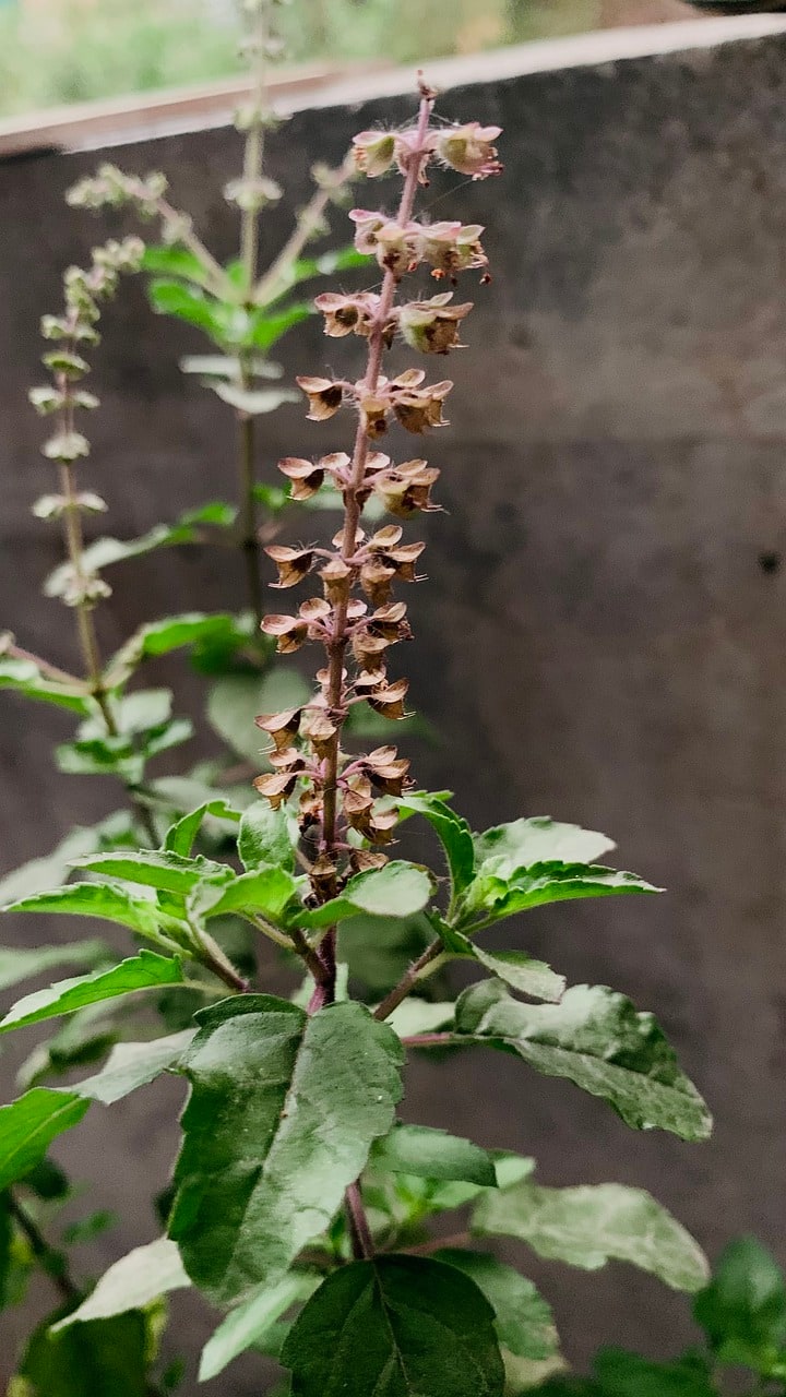 তুলসী গাছের পাশে কখনো ঝাড়ুকে রাখতে নেই, এতে কিন্তু হিতে বিপরীত হয়। মা তুলসীর পাশে যদি কখনো ঝাড়ু রাখেন, তাহলে জীবনে অনেক ক্ষতি হয়ে যেতে পারে, এমনটাই বলছেন বাস্তু বিশেষজ্ঞরা।