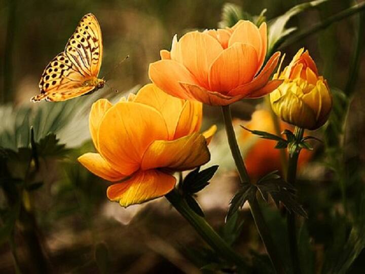 तितलियों को मारा या बिजनेस किया तो जाना होगा जेल, इस राज्य ने जारी किया फरमान butterflies benefits to human may be jail for killing butterflies in Bihar तितलियों को मारा या बिजनेस किया तो जाना होगा जेल, इस राज्य ने जारी किया फरमान