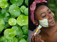 Know About The Benefits Of Gotu Kola