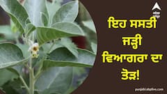 Ashwagandha Benifits: ਇਹ ਸਸਤੀ ਜੜ੍ਹੀ ਵਿਆਗਰਾ ਦਾ ਤੋੜ! ਆਮ ਪੰਸਾਰੀ ਦੀ ਦੁਕਾਨ ਤੋਂ ਮਿਲਣ ਵਾਲੀ ਜੜ੍ਹੀ ਦੇ ਗੁਣ ਜਾਣ ਹੋ ਜਾਓਗੇ ਹੈਰਾਨ