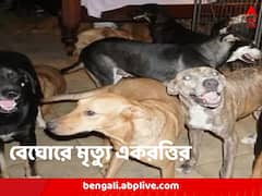 পথকুকুরে ছিঁড়ে খেল একরত্তিকে, হিংস্রতায় বাকরুদ্ধ সকলে, কড়া পদক্ষেপের আর্জি