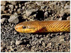 सांप के कान दिखाई तो नहीं देते हैं तो क्या फिर सांप सुन भी नहीं सकते? जानिए क्या है सच