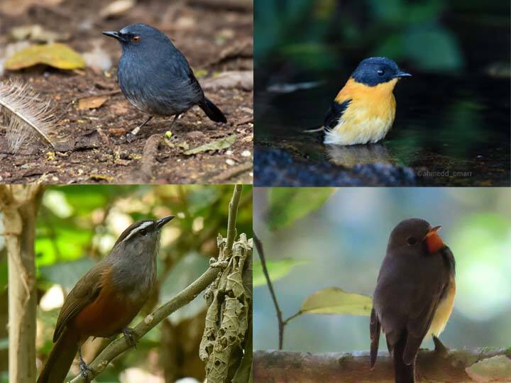 பெரியாறு புலிகள் சரணாலயத்தில்  231 வகையான பறவை இனங்கள் கண்டுபிடிப்பு