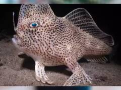 Weird: ਉਹ ਰੰਗੀਨ ਮੱਛੀ, ਜਿਸ ਦੇ 'ਹੱਥ' ਹੁੰਦੇ ਹਨ ਖੰਭ ਨਹੀਂ, ਤੈਰਨ ਦੀ ਬਜਾਏ ਤੁਰ ਕੇ ਅੱਗੇ ਵਧਦੀ ਹੈ!