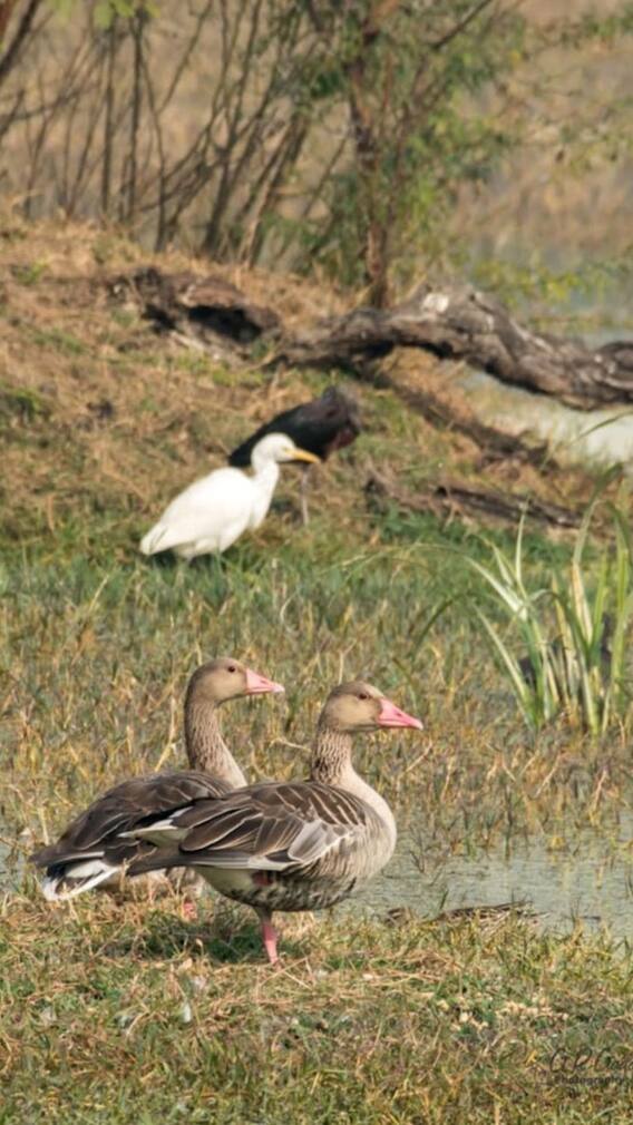 बुलढाण्याच्या पक्षी अभयारण्यात पक्षीप्रेमींची मांदियाळी