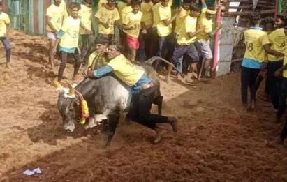 21 people were injured in the jallikattu competition near Pudukottai TNN புதுக்கோட்டை அருகே ஜல்லிக்கட்டு  - காளைகள் முட்டி  21 பேர் காயம்