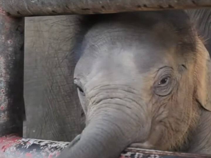 कई मेलों में, टूरिस्ट प्लेस या फिर शादी वगैहरा में आपने कुछ हाथी देखे होंगे. ये हाथी जंगली हाथियों की तरह नहीं होते हैं, बल्कि काफी समझदार होते हैं. जैसे अगर आप इन्हें पैसे देंगे तो मालिक को दे देंगे और बच्चों का मनोरंजन भी करेंगे. उस वक्त तो आप हाथी की इस ट्रेनिंग को देखकर काफी खुश होते हैं.