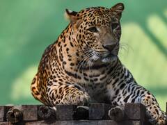 छत्तीसगढ़: कानन पेंडारी Zoo में सिलसिलेवार वन्य जीवों की मौत से उठे कई सवाल, अब जख्मी तेंदुए ने तोड़ा दम