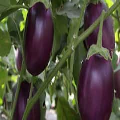 Brinjal Benefits: રીંગણમાં છે સ્વાસ્થ્યના ગુણોનો ખજાનો, સેવનથી થાય છે 7 ગજબ ફાયદા