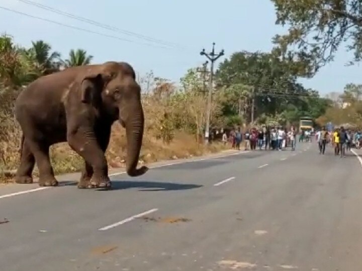 Coimbatore: கிராமங்களுக்குள் உலா வரும் காட்டு யானை - அலறியடித்து ஓடிய வாகன ஓட்டிகள்