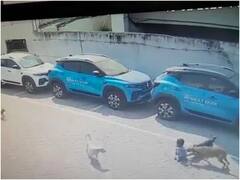 Video: बच्चे पर आवारा कुत्तों का अटैक... कुत्ते नोंचते रहे, मासूम चीखता रहा! हुई मौत