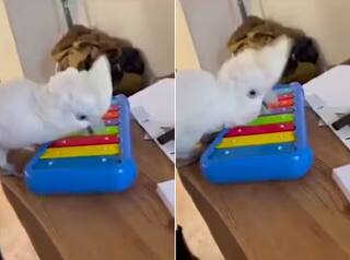 Viral Video: ਆਪਣੀ ਚੁੰਝ ਨਾਲ ਪਿਆਨੋ ਵਜਾ ਰਿਹਾ ਹੈ ਤੋਤਾ..ਵੀਡੀਓ ਦੇਖ ਕੇ ਮਜ਼ਾ ਆਵੇਗਾ