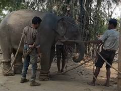 हाथियों की दर्दनाक ट्रेनिंग...एक बार देख लेंगे तो हाथी के ऊपर सवारी करने की सोचेंगे भी नहीं!