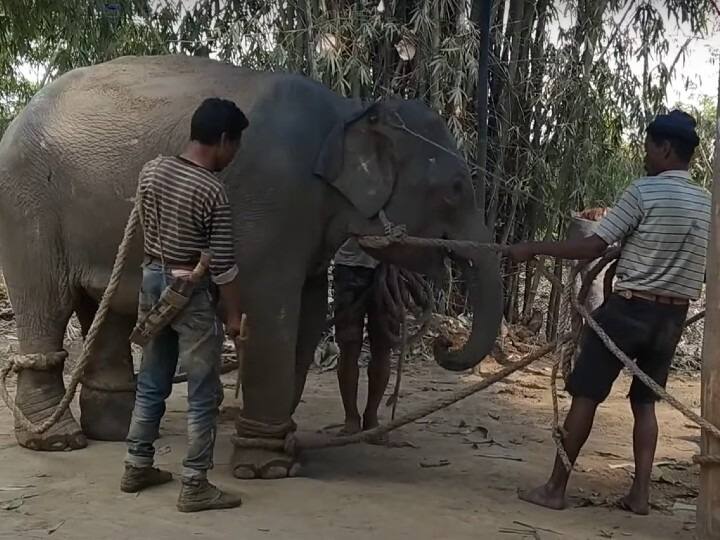 लेकिन, क्या आप जानते हैं कि हाथी के समझदार बनने या फिर ट्रेनिंग लेने के पीछे एक दर्दनाक सफर होता है. दरअसल, जब हाथी को ट्रेनिंग दी जाती है तो उसके साथ ही हाथी को काफी यातनाएं भी सहन करनी होती है.