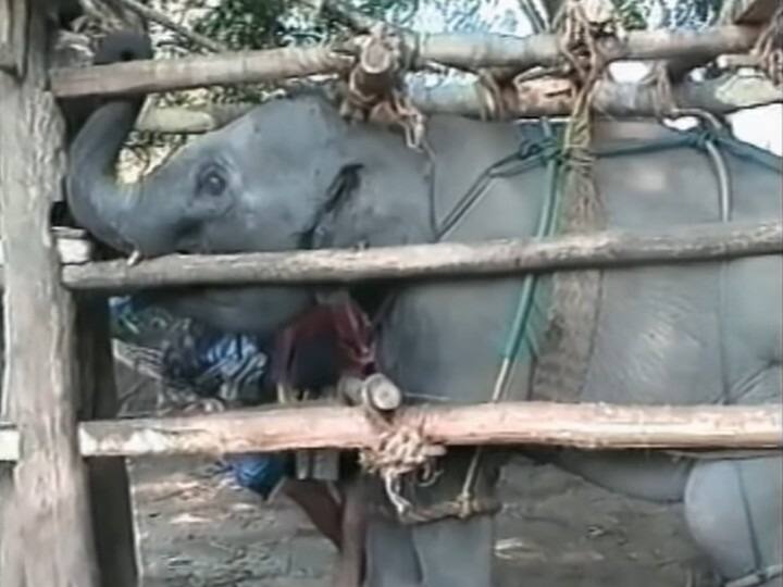 हाथी पर होने वाले टॉर्चर पर कई डॉक्यूमेंट्री भी बनी है और उनमें हाथियों के इस दर्द को दिखाया गया है. आप इन तस्वीरों में भी देख सकते हैं कि हाथियों को किस तरह रखा जाता है. पूरी तरह रस्सियों से बंधा विशालकाय हाथी भी बेचारा नजर आ रहा है.