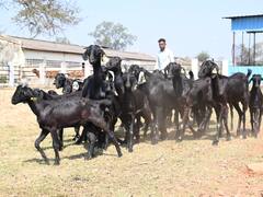 पहली बार गौठान में पाली जा रही हैं उच्च नस्ल की उस्मानाबादी बकरियां, जानिए इनकी खासियत