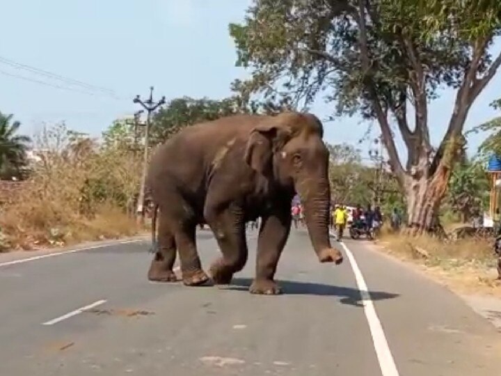 Coimbatore: கிராமங்களுக்குள் உலா வரும் காட்டு யானை - அலறியடித்து ஓடிய வாகன ஓட்டிகள்