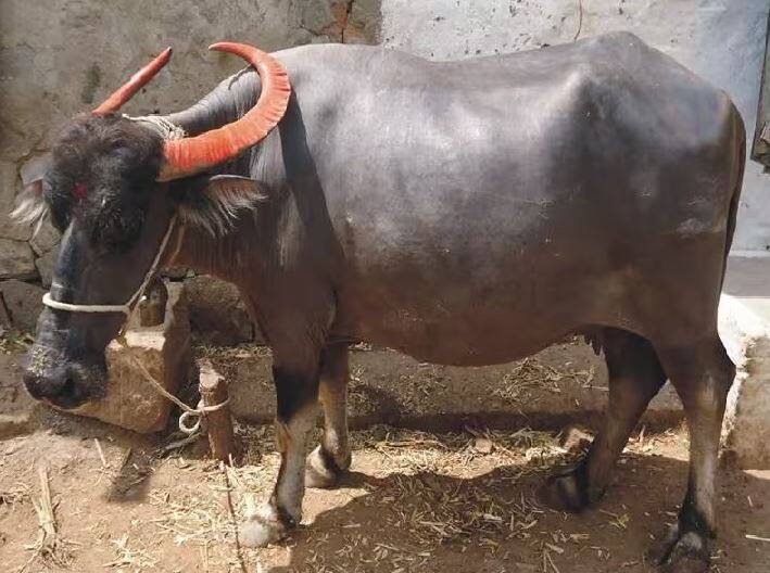 Buffalo farming: GI Tag sweets are made from the milk of this buffalo, its qualities will make you rich at a low cost ਇਸ ਮੱਝ ਦੇ ਦੁੱਧ ਤੋਂ ਬਣਾਈ ਜਾਂਦੀ GI Tag ਮਠਿਆਈ, ਦੁਨੀਆਂ ਭਰ 'ਚ ਭਾਰੀ ਮੰਗ