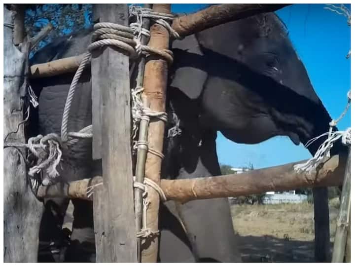 Elephant Training Facts: आपने मेलों आदि में देखा होगा कि हाथी पर्यटकों के साथ काफी मजाक करता है और काफी ट्रेंड दिखाई देते हैं. लेकिन, इस ट्रेनिंग के पीछे एक दर्दनाक कहानी होती है.