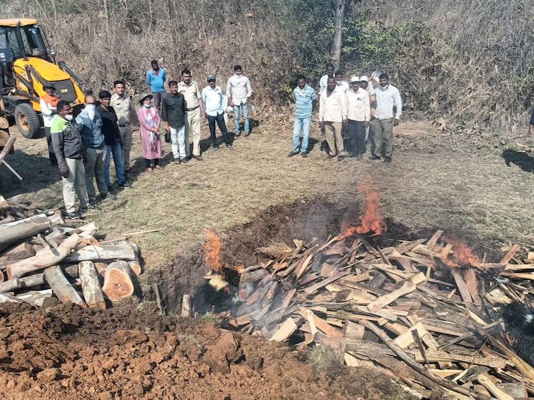 Suspicious death of five Indian Bison gava in Rele area of ​​Shirala taluka, dead bodies of six Bison were found in two days Sangli News: शिराळा तालुक्यातील रिळे भागात पाच गव्यांचा संशयास्पदरित्या मृत्यू, दोन दिवसांत आढळले सहा गव्यांचे मृतदेह