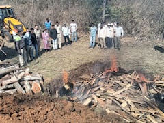 शिराळा तालुक्यातील रिळे भागात पाच गव्यांचा संशयास्पदरित्या मृत्यू; दोन दिवसांत आढळले सहा गव्यांचे मृतदेह