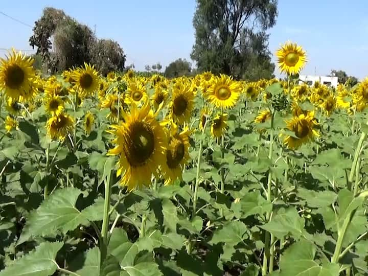 हिंगोली जिल्ह्यातील बागल पार्डी येथील शेतकरी चंद्रकांत बागल त्यांच्याकडे असलेल्या दीड एकर शेतात सूर्यफुलाची लागवड केली आहे.