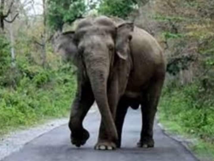 Elephants On Ooty-Mettupalayam Road Bring Traffic To Standstill Elephants On Ooty-Mettupalayam Road Bring Traffic To Standstill