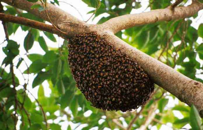 maharashtra news nashik news young farmer dies of poisonous bee sting unfortunate incident at jalgoan Jalgaon News : मधमाशी आधी चावली, मग घशात गेली... नंतर जे घडलं ते भयानकच होतं...