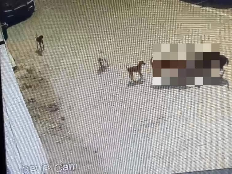 Caught On Camera: 5-Year-Old Bitten To Death By Street Dogs In Hyderabad Caught On Camera: 5-Year-Old Bitten To Death By Street Dogs In Hyderabad