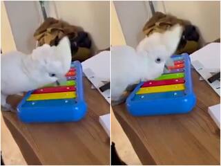 अपनी चोंच से पियानो बजा रहा है तोता..Video देखकर मजा आ जाएगा