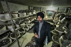 Mushroom Benefits: ভাল থাকবে চোখ, লাগামে রক্তচাপ! এই খাবারে আর কী উপকার?