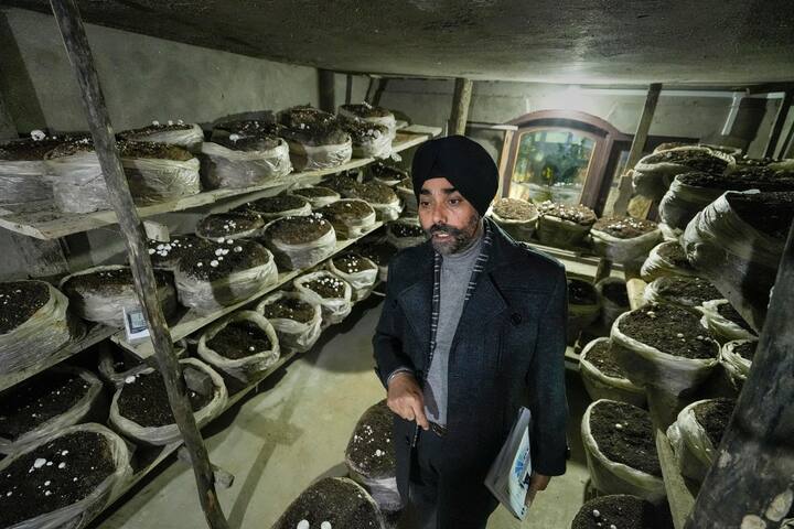 কার্বোহাইড্রেট থেকে প্রোটিন, ভিটামিন থেকে প্রয়োজনীয় খনিজ- সব ধরনের পোষক পদার্থই পাওয়া যায় মাশরুম থেকে। বিভিন্ন দেশে, আমাদের দেশেই বিভিন্ন এলাকায় মাশরুম খাওয়ার চল বহু পুরনো। পুষ্টিগুণের জন্যই আমাদের বাংলায় ইদানিং ঘরে ঘরে পাতে রাখা হচ্ছে মাশরুম।