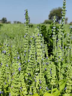 Chia Farming : चार मित्रांनी यू ट्यूबवरुन धडे घेतले, अकोल्यात चिया पिकाचं यशस्वी प्रयोग