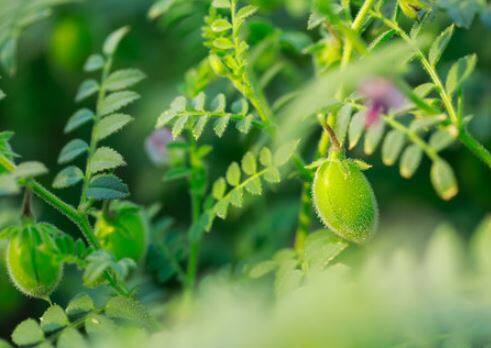 Gram crop : पोषक वातावरणामुळं हरभरा उत्पादनात वाढ