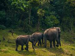 रांची में हाथियों का आतंक, 12 दिनों में 16 लोगों को कुचल डाला, वन विभाग ने ग्रामीणों से की ये अपील