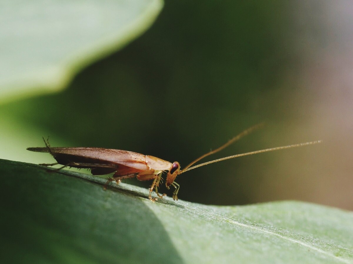 Cockroaches Home Remedies: ઘરમાંથી વંદા દૂર કરવા અજમાવો આ 5 નુસખા, Cockroaches થઈ જશે છૂમંતર