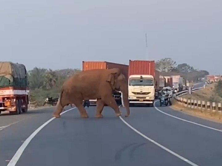 கோவை மாநகருக்குள் நுழைந்த தருமபுரி மக்னா யானை - வனத்துறை தீவிர கண்காணிப்பு