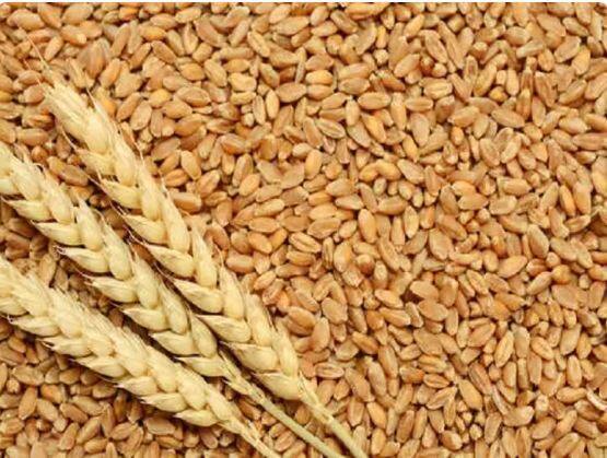 wheat price in india govt will sell 50 lakh tonnes of wheat in the open market Wheat Price : ਬਾਜ਼ਾਰ 'ਚ 20 ਲੱਖ ਟਨ ਹੋਰ ਕਣਕ ਦੀ ਸਪਲਾਈ ਕਰੇਗੀ ਸਰਕਾਰ, ਆਟੇ ਸਮੇਤ ਇਹ ਚੀਜ਼ਾਂ ਵੀ ਹੋ ਸਕਦੀਆਂ ਹਨ ਸਸਤੀ