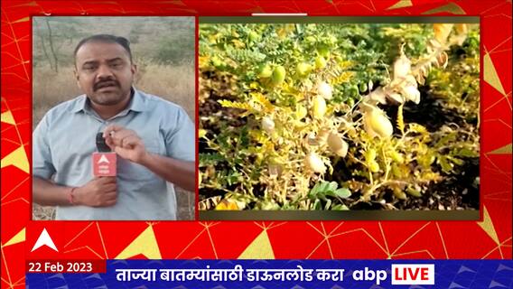 Harbara : नंदुरबारमध्ये 30 हजार हेक्टर क्षेत्रावर हरभरा पेरणी,उत्पादन वाढणार असल्यानं शेतकरी समाधानी