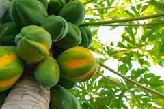 यंदाच्या हंगामातील पपईला सर्वाधिक दर